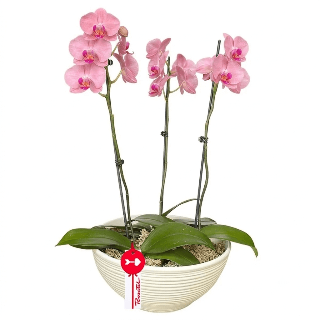 Planta Orquídea Phalaenopsis Rosada 3 Varas