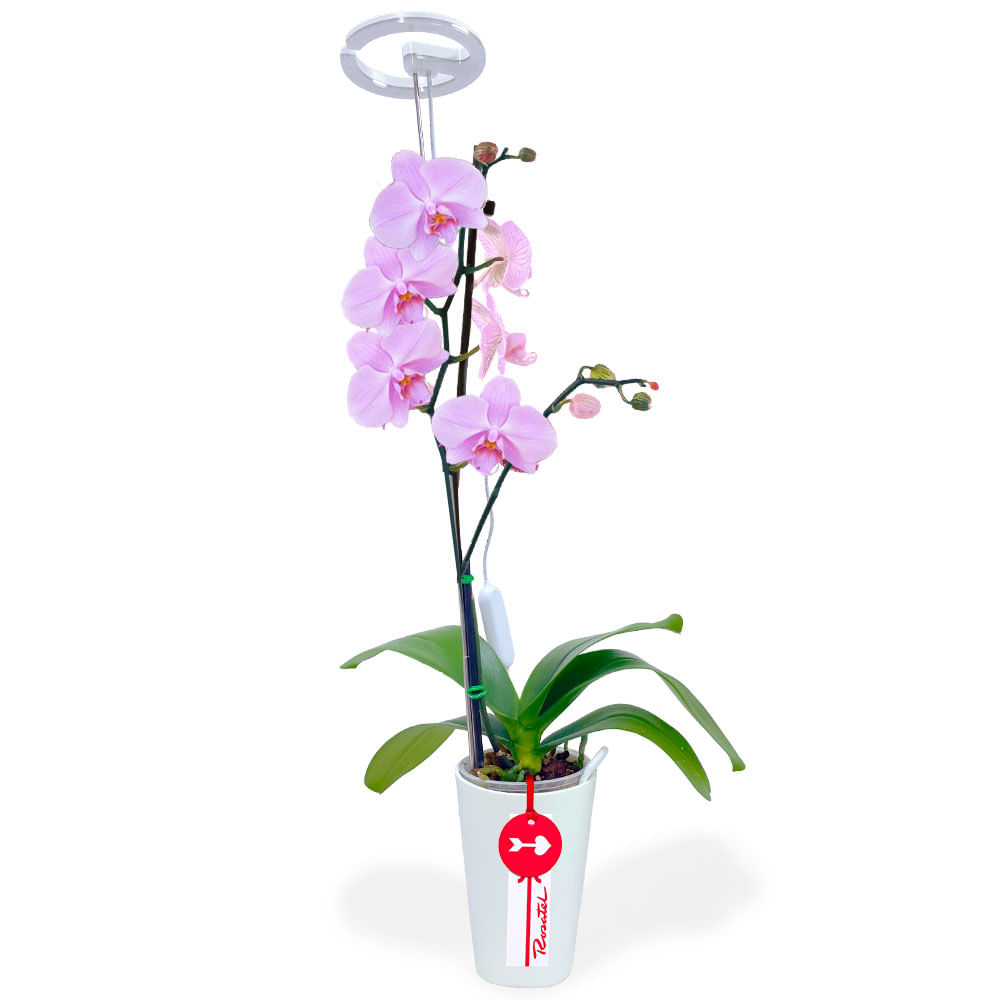 Planta Orquídea Rosada con Lámpara LED