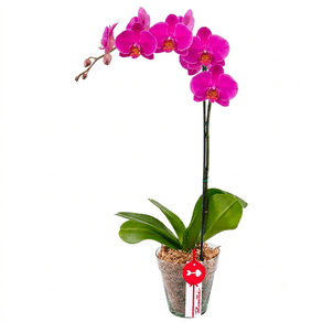 Planta Orquídea Phalaenopsis Fucsia 2 Varas