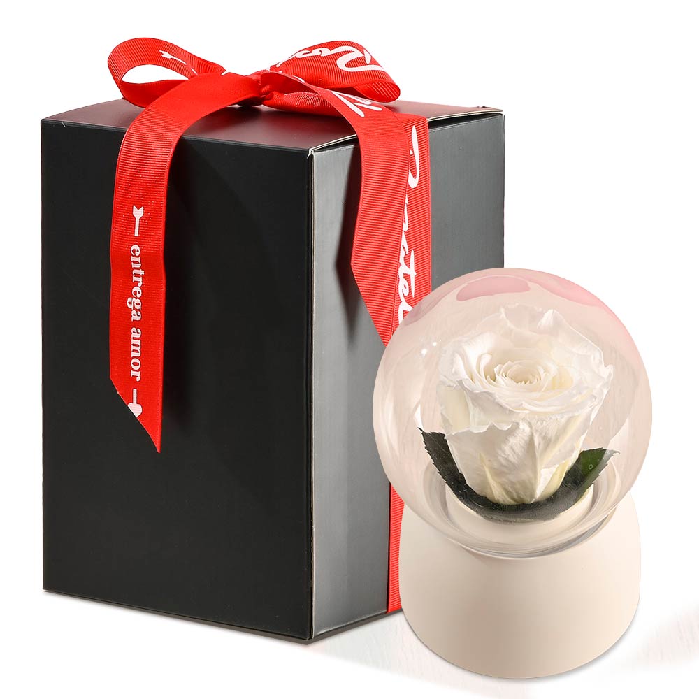 Caja Musical Blanca con Rosa Blanca Preservada
